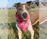 Small #2 Staffordshire Bull Terrier Mix
