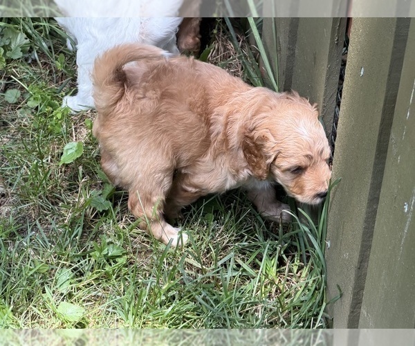 Medium Photo #11 Aussiedoodle Puppy For Sale in ASHEVILLE, NC, USA