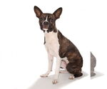 Small #2 Chihuahua