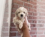 Puppy Puppy 3 Poodle (Toy)-ShihPoo Mix