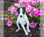 Puppy 2 Toy Fox Terrier-Unknown Mix