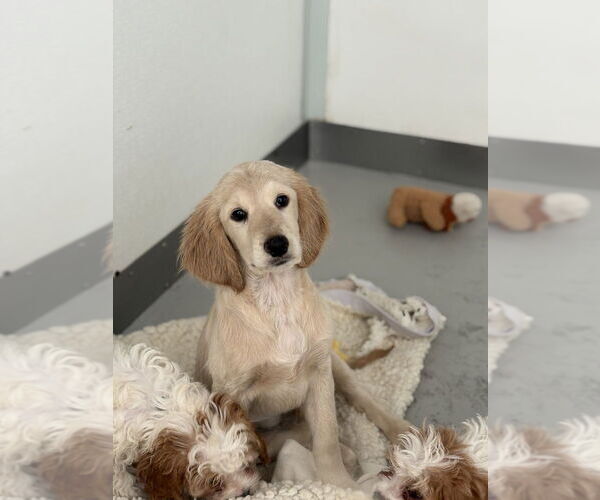 Medium Photo #4 Colonial Cocker Spaniel-Golden Retriever Mix Puppy For Sale in Studio City, CA, USA