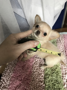 Medium Photo #1 Chihuahua Puppy For Sale in TRACY, CA, USA