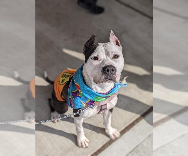 Medium Photo #1 American Staffordshire Terrier Puppy For Sale in Lawrenceville, NJ, USA