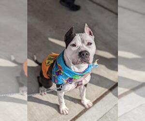 American Staffordshire Terrier Dogs for adoption in Lawrenceville, NJ, USA