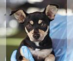 Small Chihuahua Mix