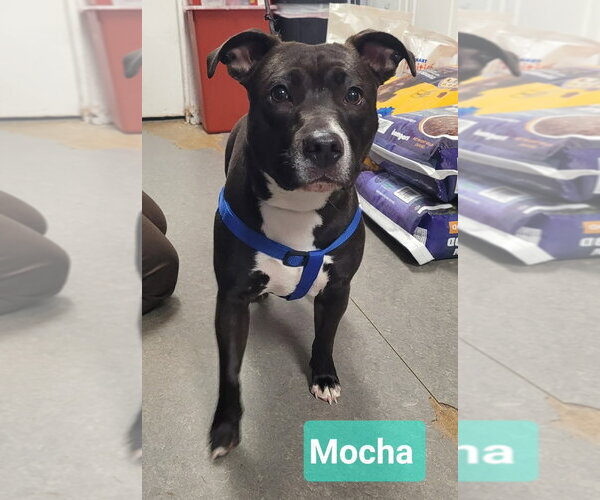 Medium Photo #3 Affenpinscher-Staffordshire Bull Terrier Mix Puppy For Sale in Richmond, IN, USA