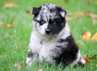 View Ad: Pomsky Puppy for Sale, Pennsylvania, MOUNT JOY, USA