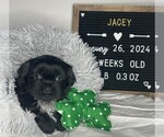 Puppy Jacey Shorkie Tzu