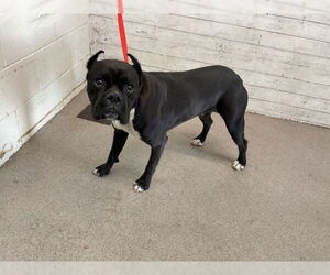Boxer Dogs for adoption in San Bernardino, CA, USA
