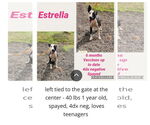 Small #6 American Foxhound Mix