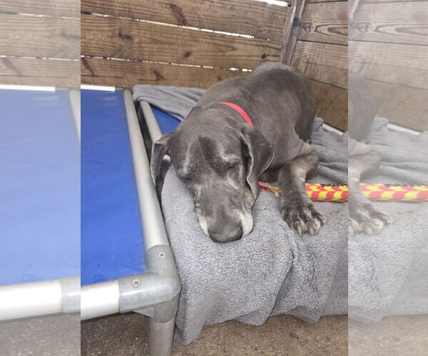 Medium Photo #3 Great Dane Puppy For Sale in Palm Beach, FL, USA