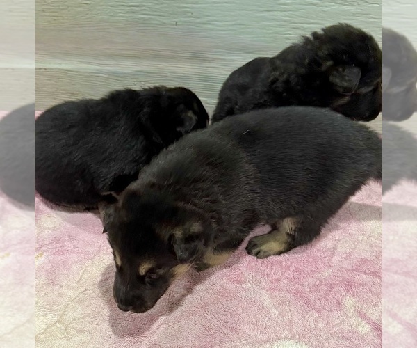Medium Photo #18 German Shepherd Dog Puppy For Sale in BRIGHTON, CO, USA