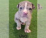 Puppy UNO American Bully