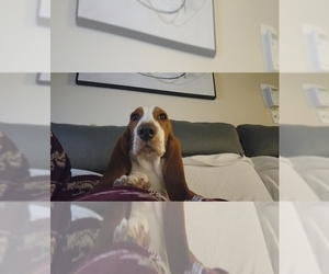 Basset Hound Puppy for sale in CARROLLWOOD, FL, USA