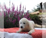 Small Photo #9 Golden Retriever Puppy For Sale in GAP, PA, USA