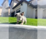 Small #7 French Bulldog