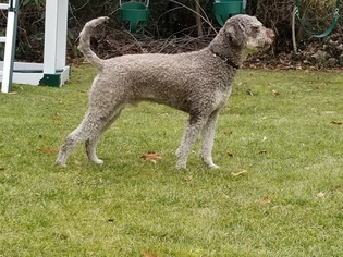 Lagotto Romagnolo Puppy for sale in GREAT NECK, NY, USA