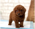 Small Photo #3 Poodle (Toy) Puppy For Sale in SAN JOSE, CA, USA