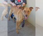 Small #1 Labrador Retriever Mix