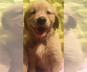 Medium Golden Retriever