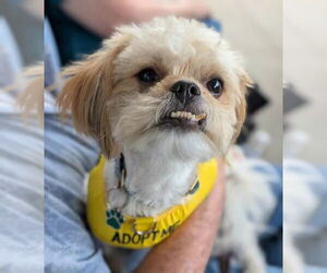 Shih Tzu-Unknown Mix Dogs for adoption in White Bluff, TN, USA