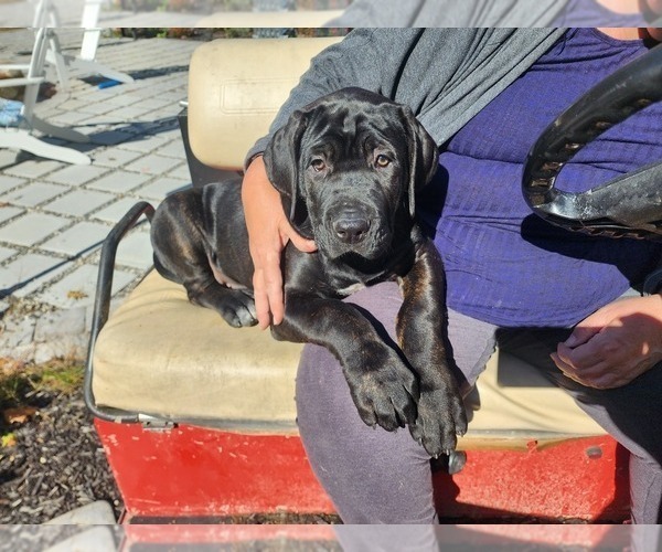 Medium Photo #1 Cane Corso Puppy For Sale in PHILLIPSTON, MA, USA
