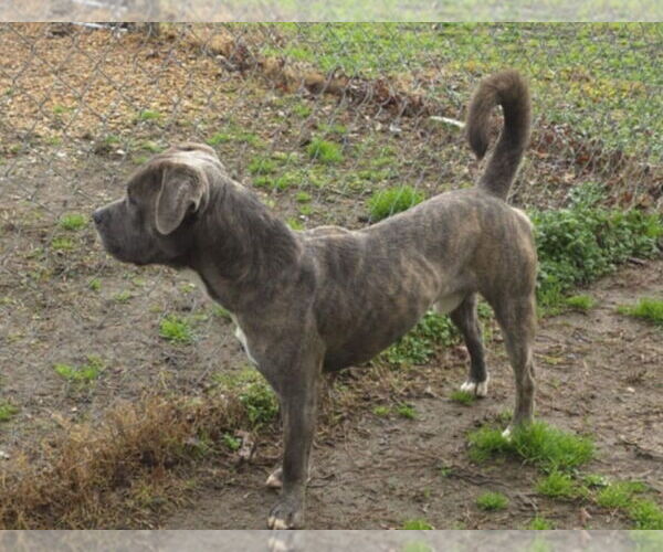 Medium Photo #3 Mutt Puppy For Sale in Anniston, AL, USA