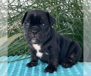 Beabull Puppy for sale in ARTHUR, IL, USA