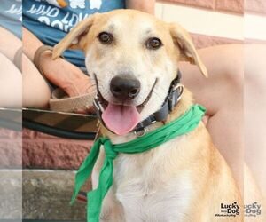 Jared - Male Labrador Retriever-Unknown Mix Dog for Adoption - Photo #4