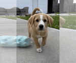 Small #2 Labrador Retriever Mix