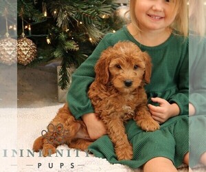 Goldendoodle (Miniature) Puppy for sale in PARADISE, PA, USA