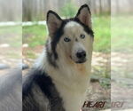 Small #4 Siberian Husky