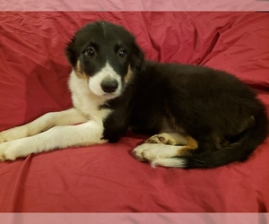 Border Collie Puppy for sale in AIKEN, SC, USA