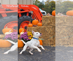 Small Photo #4 Mutt Puppy For Sale in Rustburg, VA, USA
