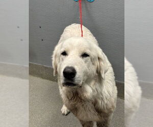 Great Pyrenees-Unknown Mix Dogs for adoption in Las Vegas, NV, USA