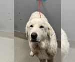 Small Great Pyrenees Mix