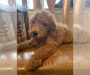 Goldendoodle (Miniature) Puppy for Sale in CARRIERE, Mississippi USA