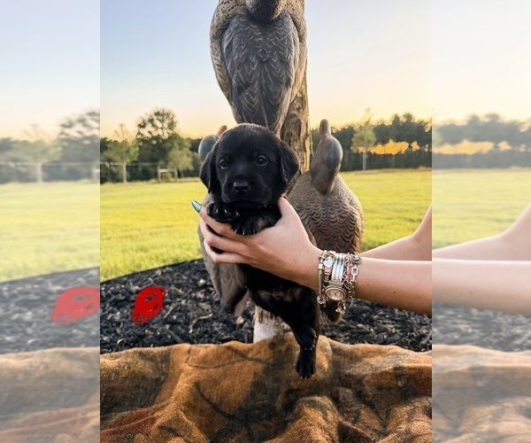 Medium Photo #10 Labrador Retriever Puppy For Sale in GREENWOOD, SC, USA