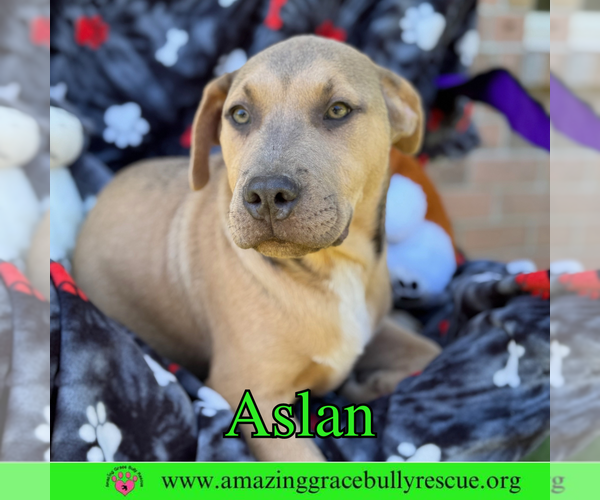 Medium Photo #6 Bulldog-Labrador Retriever Mix Puppy For Sale in Pensacola, FL, USA