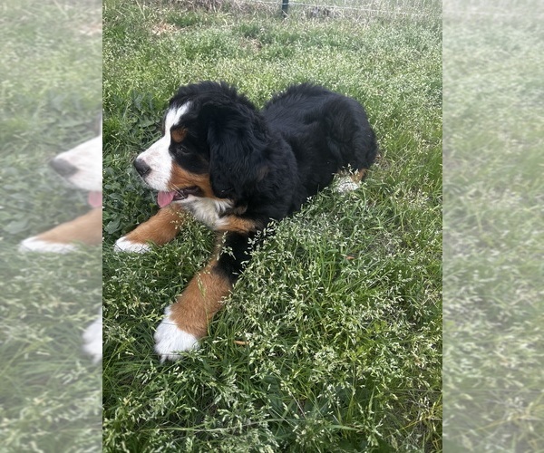 Medium Photo #10 Bernese Mountain Dog Puppy For Sale in MIDDLESEX, NC, USA