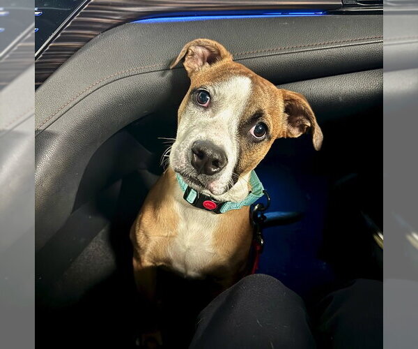 Medium Photo #4 Boxer-Unknown Mix Puppy For Sale in San Juan Capistrano, CA, USA