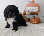 Puppy Lily ShihPoo
