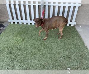 Doberman Pinscher-Labrador Retriever Mix Dogs for adoption in Modesto, CA, USA