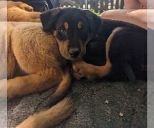 Medium Akita-German Shepherd Dog Mix