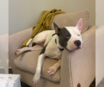 Small #2 American Pit Bull Terrier