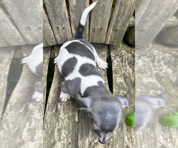 Medium Photo #2 Dachshund Puppy For Sale in Ellijay, GA, USA