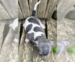 Small #1 Dachshund