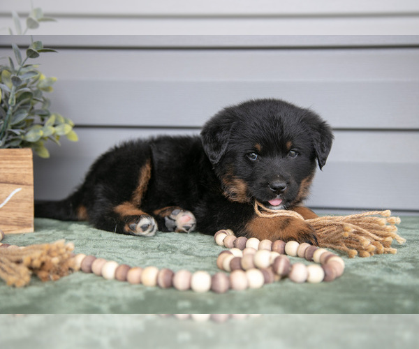 Medium Photo #1 Bernedoodle-Labrador Retriever Mix Puppy For Sale in REED CITY, MI, USA