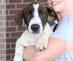 Oliver - Male Dachshund-Pointer Mix Dog for Adoption - Photo #5